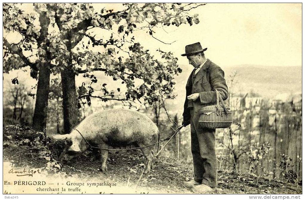 CPA En Périgord Cochon Truffe - Pigs