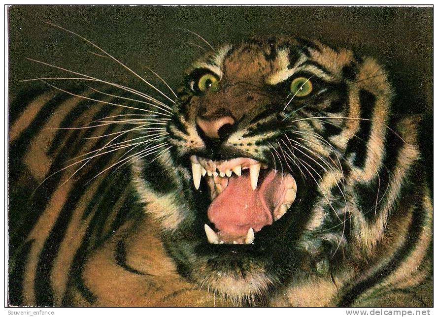 CP Parc Zoologique Et Ménageries Muséum Paris Histoire Naturelle Tigre Panthera Tigris Asie 75 Paris - Leoni