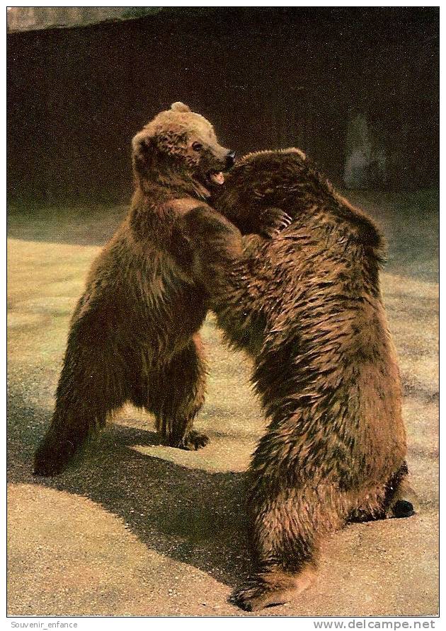 CP Parc Zoologique Et Ménageries Muséum Paris Histoire Naturelle Ours Kodiak Ursus Arctos Middendorfi ( Merriam ) Alaska - Ours