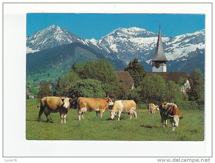 AESCHI  - Morgenberghorn - Schwalmern  -   Troupeau De  VACHES  Au 1er Plan  -n° 31 433 - Aeschi Bei Spiez