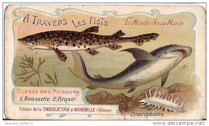 Chromo Chocolaterie Aiguebelle Drôme 26  Poissons Roussette Requin Oneirophanta - Aiguebelle