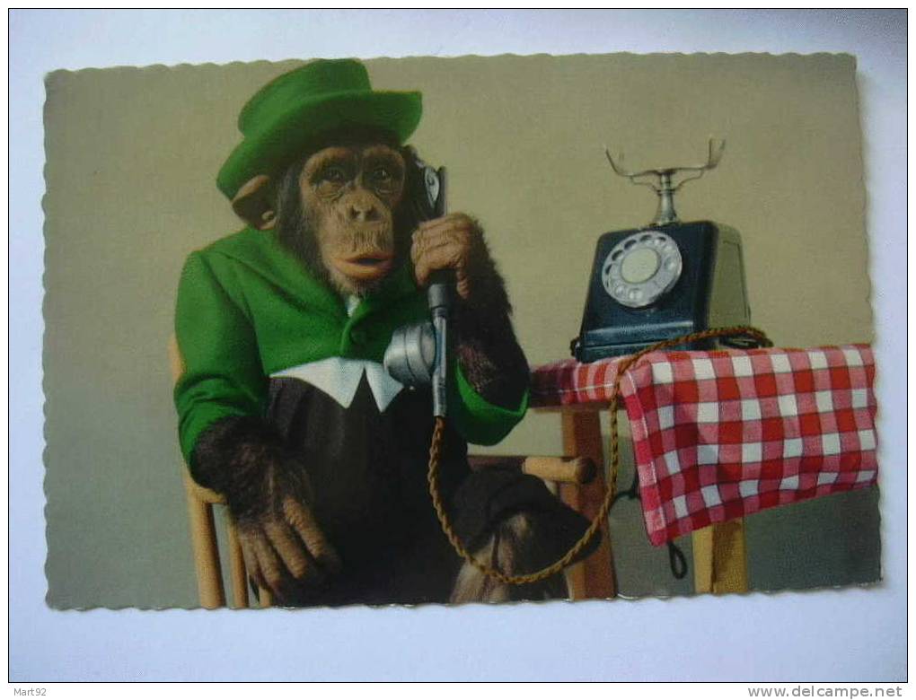 SINGE TELEPHONE - Apen