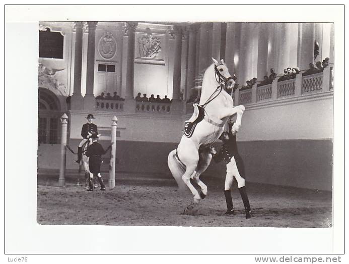 SPANISCHE REITSCHULE WIEN -   N°  14   -  CHEVAL  -  Figure - Pferde