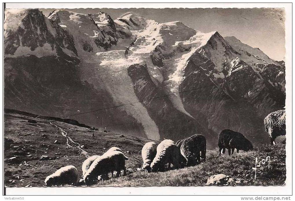 73..CHAMBERY..LA CHAINE DU MONT BLANC VUE DU PLANPRAZ..1960..MOUTONS PATURAGE ....FORMAT..154X 9 - Chamoux Sur Gelon