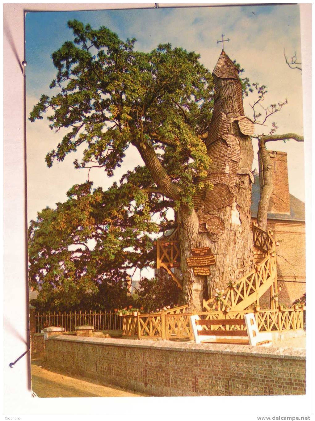 Allouville Bellefosse - Chêne Agé De 1200 Ans, Renfermant 2 Chapelles Superposées Et Mesurant 15 M De Circonférence - Allouville-Bellefosse