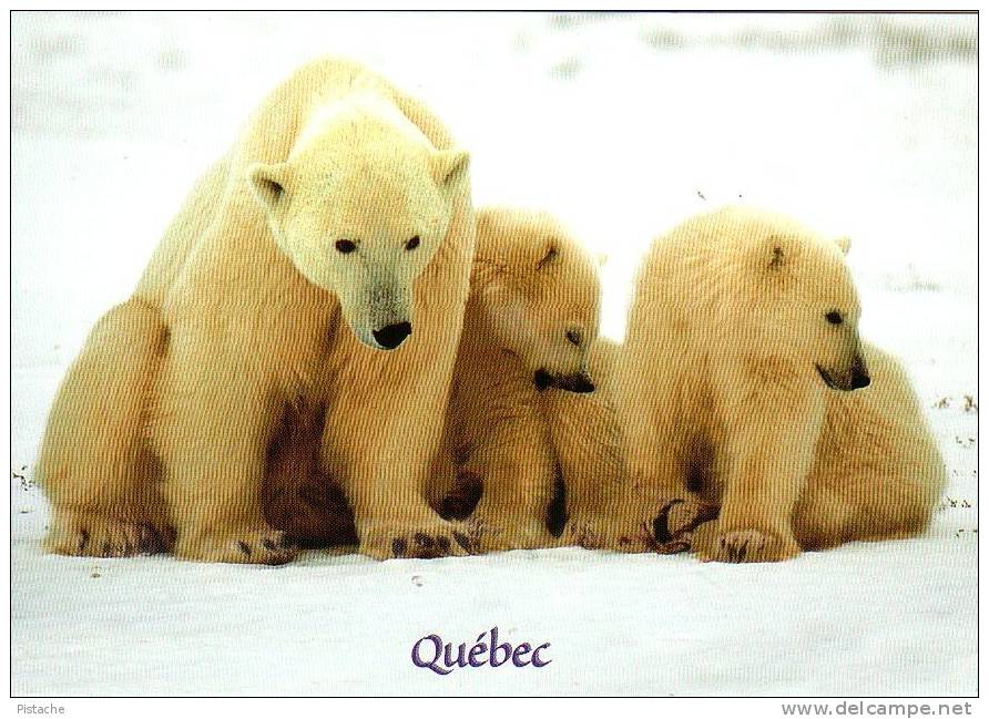 Québec - Ours Blancs Polaires - Polar Bears - Neuve Unused - Ours
