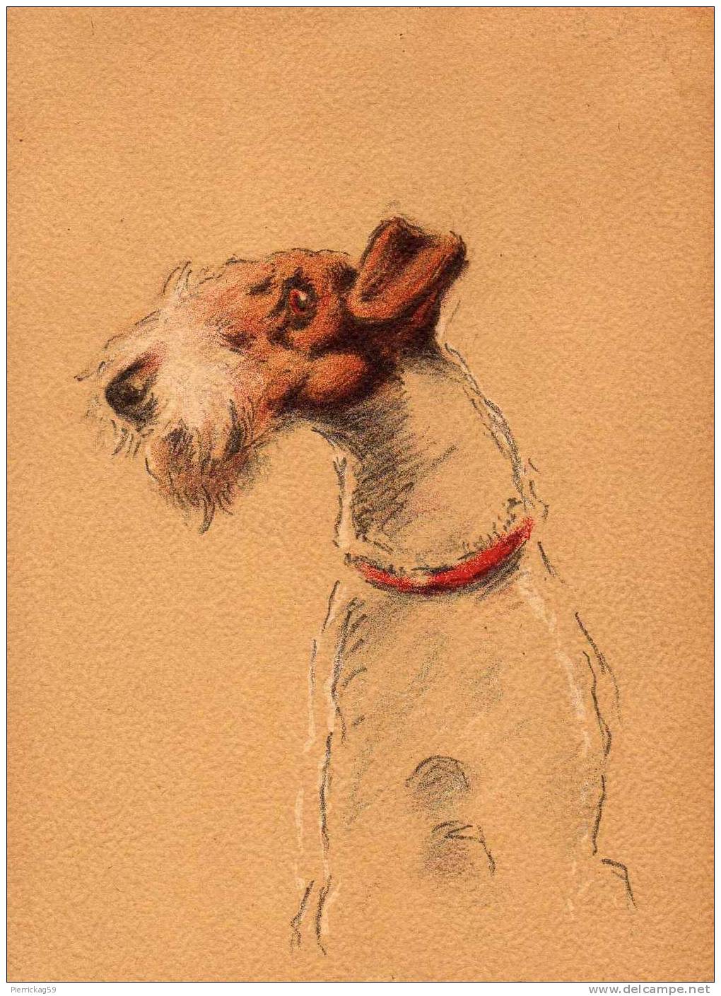 BARRE & DAYEZ -  Chiens - Fox Terrier à Poils Durs- 1109 D - Barday