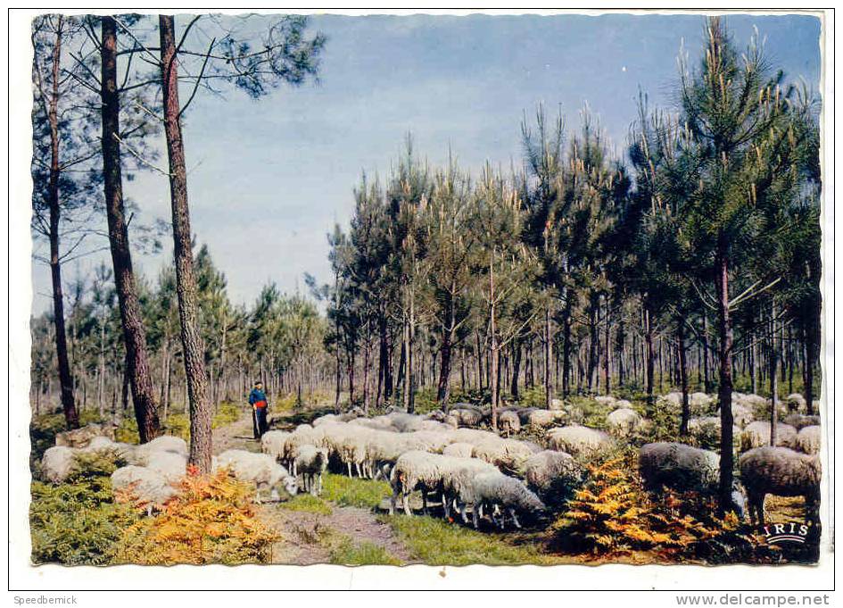 15861 Pays Landais, Mouton Moutons  "le Troupeau .. Chenier ". 40.130 Théojac Iris - Autres & Non Classés