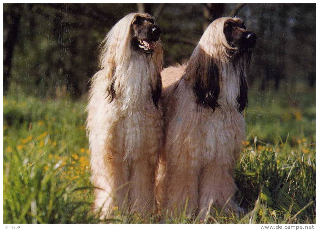 CA - ANIMAUX - Photo-Carte - Deux Grands Chiens - Carte Vierge - Dogs