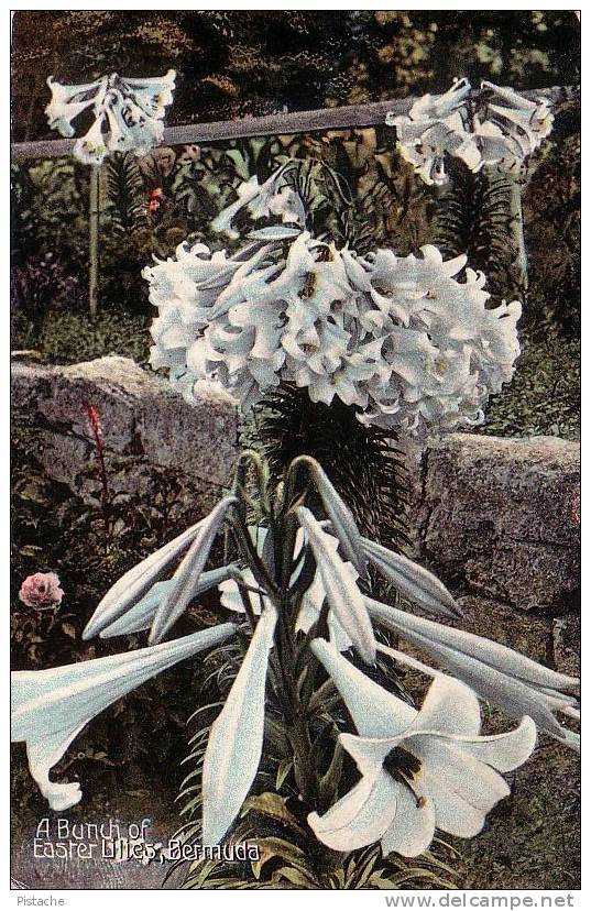 Bermudes Bermuda - A Bunch Of Easter Lilies - 1912 - Pub. By Phoenix Drug Co. - Écrite - Used - Bermudes