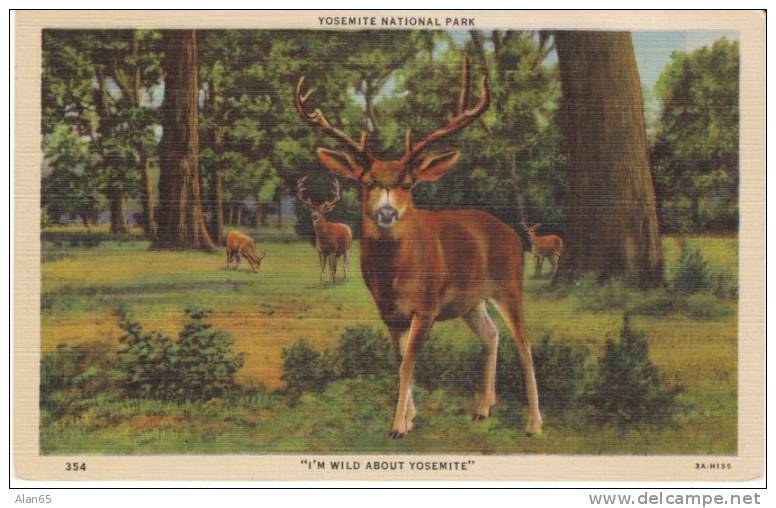 Yosemite National Park California, Elk Wild About Yosemite, 1930s Vintage Linen Postcard - USA National Parks