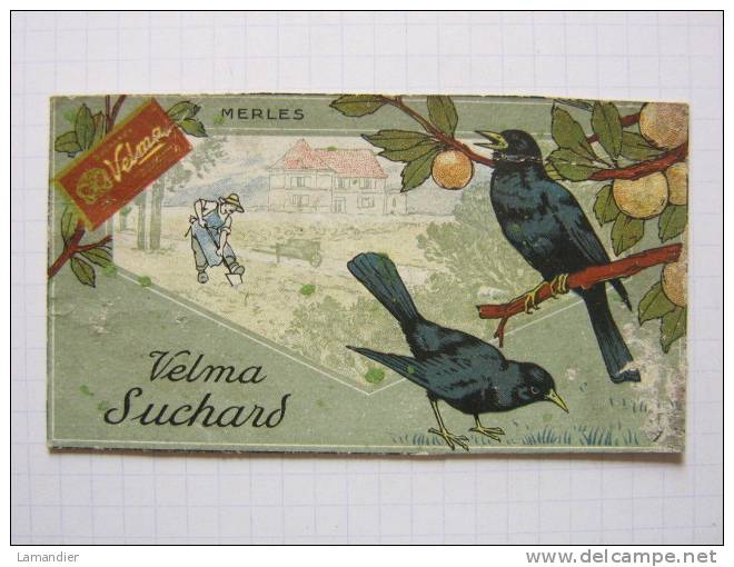 VELMA SUCHARD - Merles - Suchard