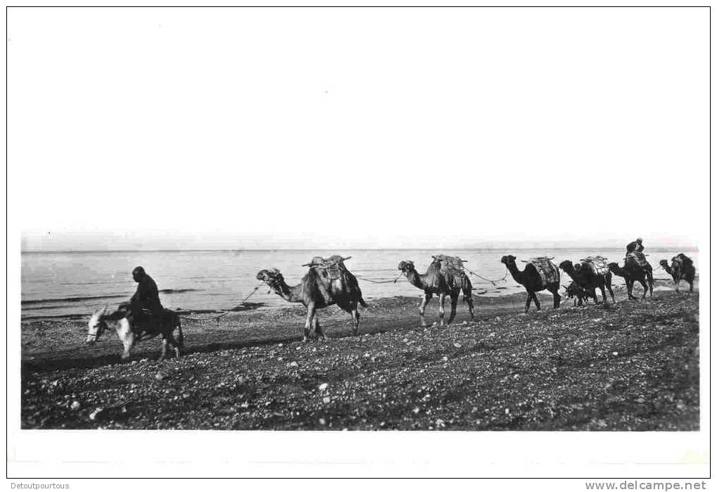 JORDAN Jordanie : A Camel 's Caravan Along The Lake Side ( Caravane De Chameaux ) - Jordanien