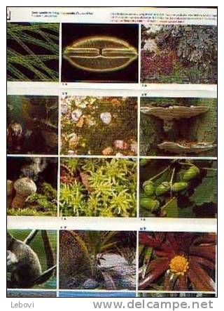 ARTIS-HISTORIA - "Le Monde D´aujourdhui" - Collection Complète "Les Plantes" - Artis Historia