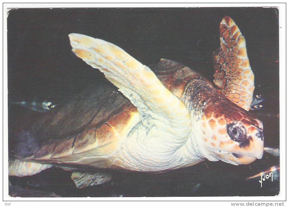 TORTUE CARET/ Unechte Karette Loggerhead Tortuga Careta;Aquarium Du Musée D 'ARCACHON, Gironde; TB - Tartarughe