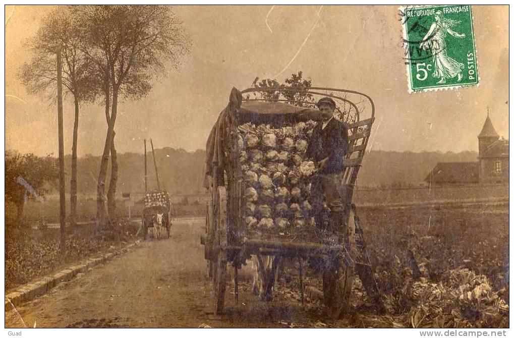 CHAMBOURCY - RECOLTE DES CHOUX-FLEURS - AGRICULTURE - SUPERBE CARTE PHOTO - Chambourcy