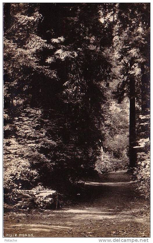 Carte Photo - Real Photo - Muir Woods Forêt - Californie - État : Très Beau - Voir Les 2 Scans - Yosemite