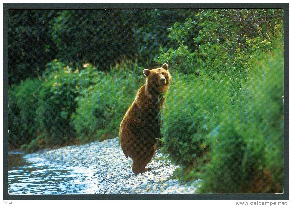 ANIMAUX : OURS EN LIBERTE (circulée) - Ours