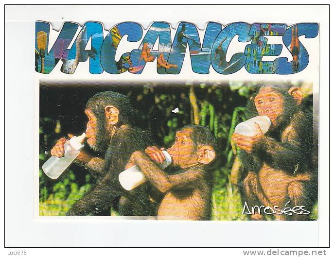 SINGES  -   Vacances Arrosées - Scimmie