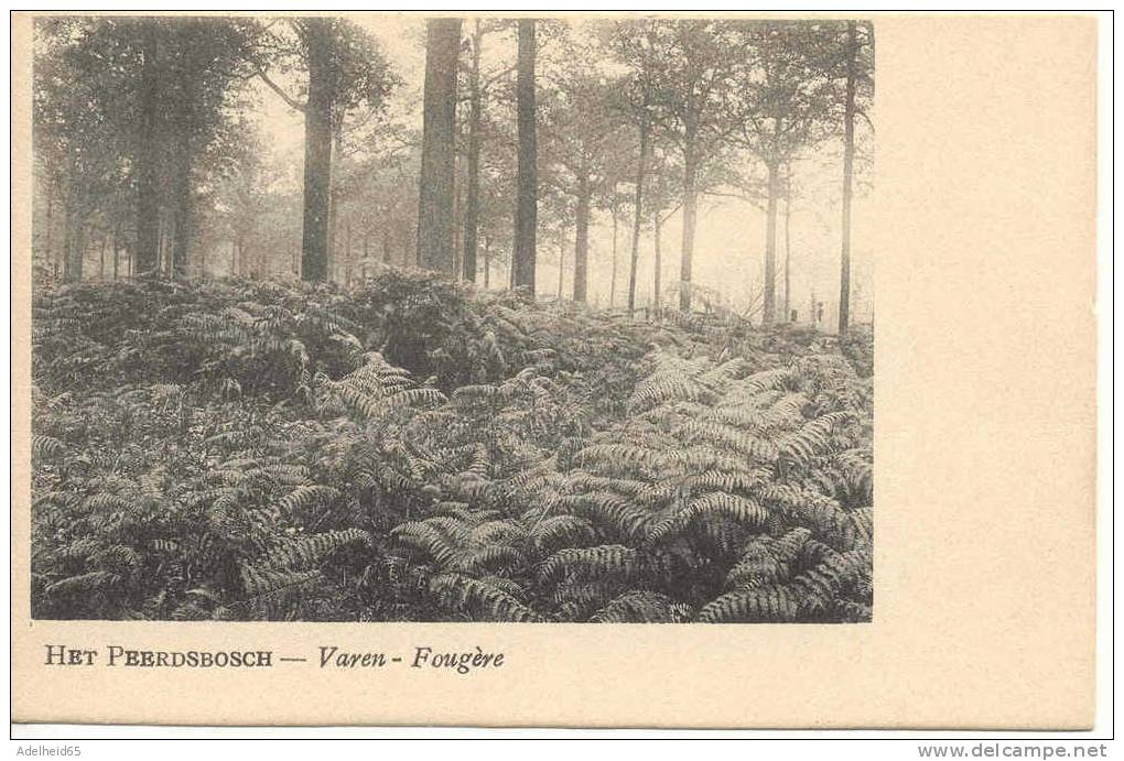 Rare Ca 1900 Brasschaat Peerdschbos (Peerdsbos) Varen Fougère - Brasschaat