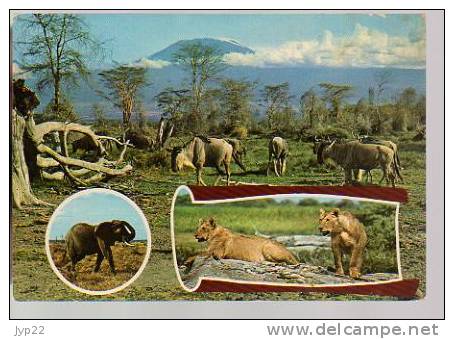 Jolie CP Wildlife Of Kenya - Animaux éléphant Lion Zébu Ou Buffle - écrite 31-08-1979 - Kenia