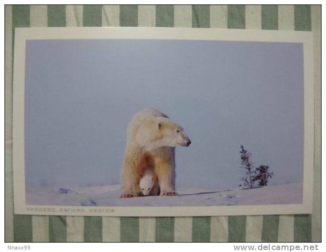 Bear - Ours - Polar Bear (Ursus Maritimus) And Cub - A - Ours