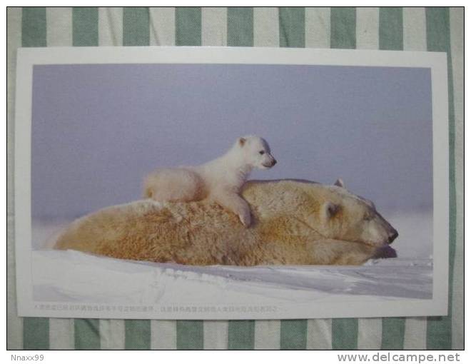 Bear - Ours - Polar Bear (Ursus Maritimus) And Cub - B - Bears