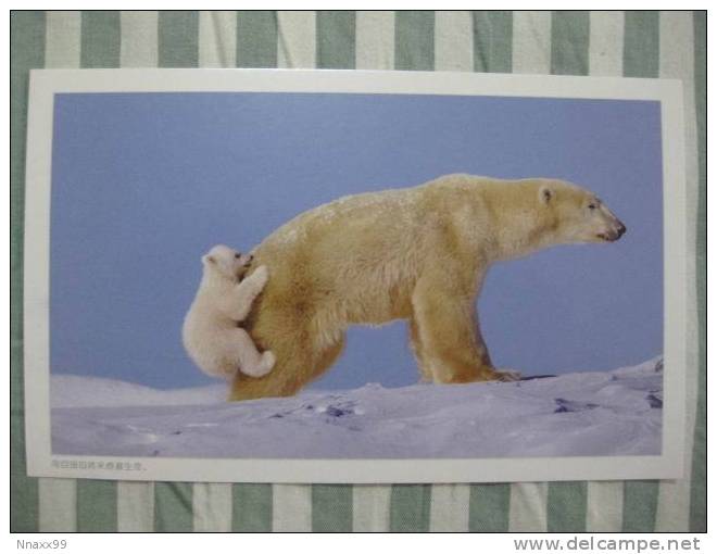 Bear - Ours - Polar Bear (Ursus Maritimus) And Cub - C - Bears