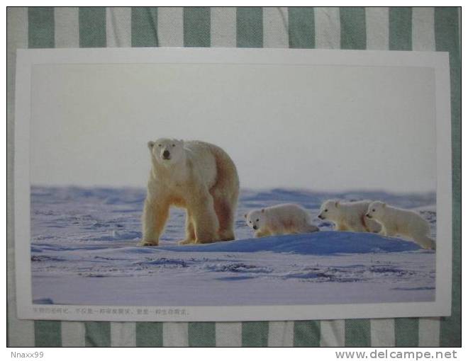 Bear - Ours - Polar Bear (Ursus Maritimus) And Cub - D - Bears