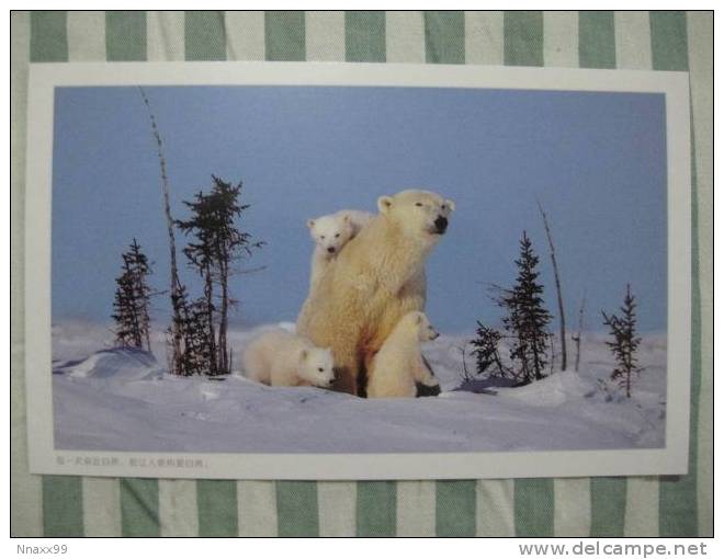 Bear - Ours - Polar Bear (Ursus Maritimus) And Cub - E - Ours