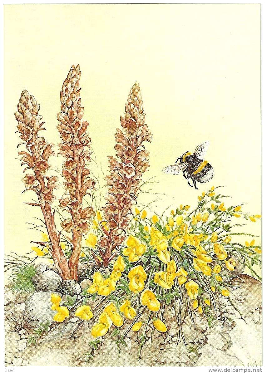 GUERNSEY Post Office Stamp-Card - Abeille. - Honeybees