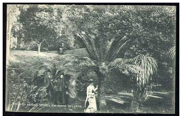 Jardim Do Antonio Borges Em Ponta Delgada Postcard E130 - Açores