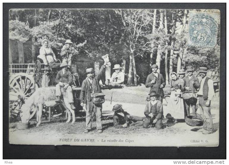 44 Le Gâvre Forêt Du GAVRE (Loire-Inf) - La Récolte Des Cêpes Legume Champignon Panier D44D K44015K C44062C RH009881 - Autres & Non Classés