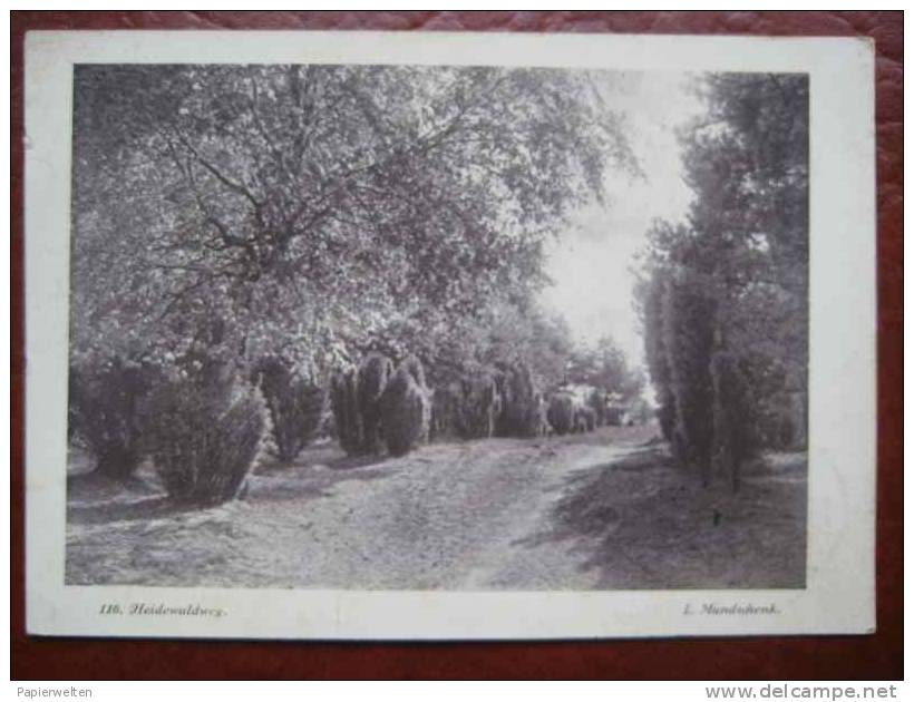 (Lüneburg) Lüneburger Heide - Heidewaldweg - Lüneburger Heide