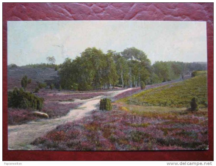 (Lüneburg) Lüneburger Heide - Weg - Lüneburger Heide