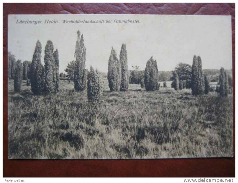 (Lüneburger Heide) - Wacholderlandschaft - Lüneburger Heide