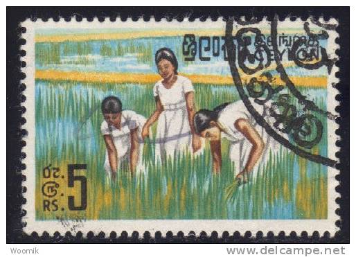 Ceylon ~ 5r Definitive ~ SG 499 ~ 1964-72 ~ Fine Used - Sri Lanka (Ceylon) (1948-...)