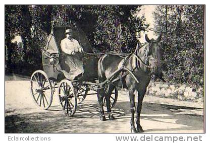 Carte Photo Cocher.cabriolet..cheval - A Identifier