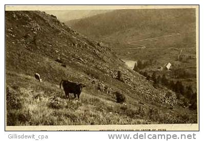 ORBEY - Les Hautes Chaumes - Pâturage Au Dessous Du Gazon De Faing - Orbey