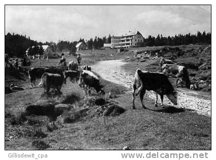 ORBEY - Le Lac Blanc - Sanatorium Orthopédique  - Poste Orbey - Vaches - Orbey