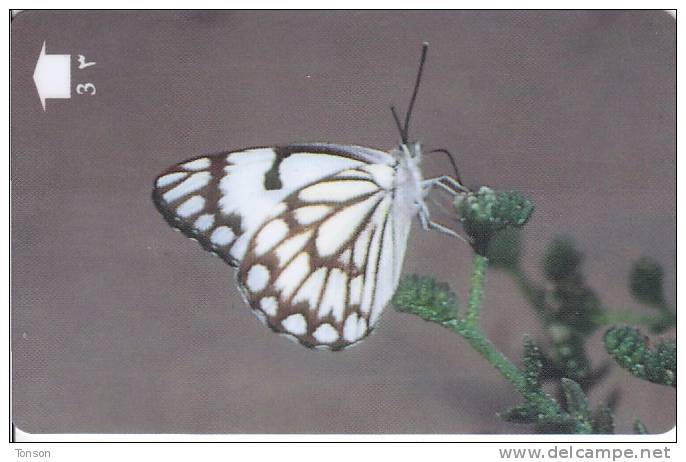 Oman,  OMN-G-34U, Caper White, Butterfly, 2 Scans. - Oman