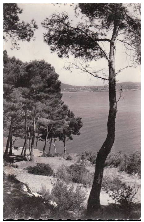 CPSM Côte D'Azur 83 SAINTE-MAXIME Bord De Mer Et Pinèdes, N°66-54, Voyagée - Sainte-Maxime