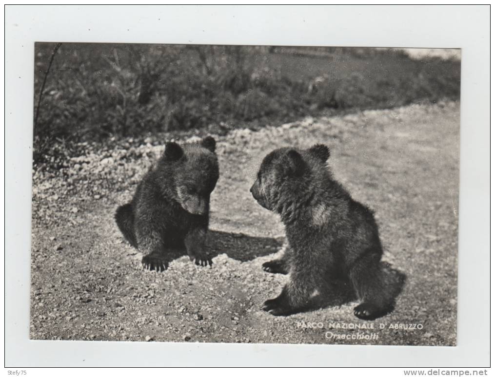 Orsi-parco Nazionale D'abruzzo - Bears