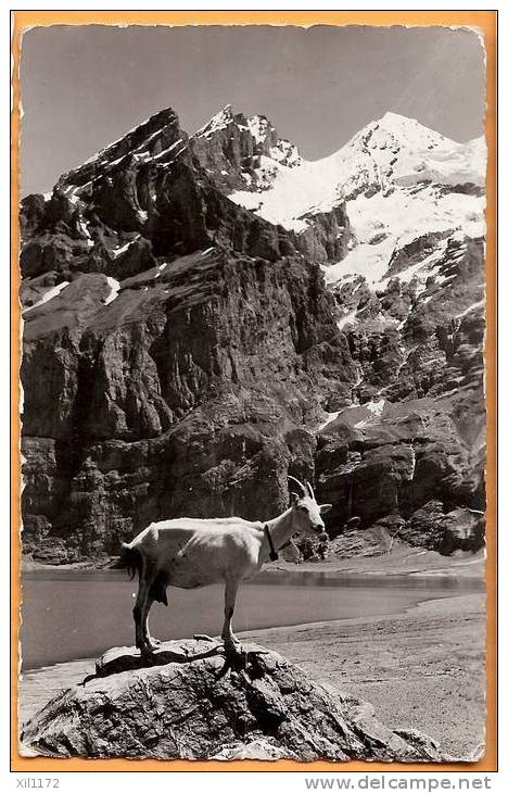 Ch099 Chèvre Près Oeschinensee Et Blümlisalp. Ziege,goat.Circulé En 1939,timbre Déchirré. Photo Lörtscher Frutigen 86 - Frutigen