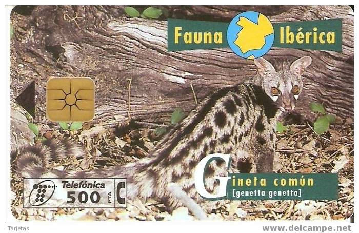 P-330 TARJETA GINETA COMÚN FAUNA IBERICA DEL 5/98 Y TIRADA 12000 NUEVA-MINT - Privatausgaben