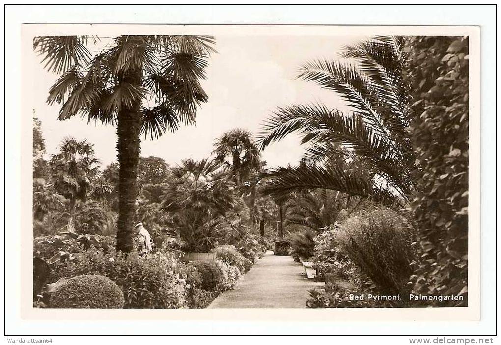 AK 4637 Bad Pyrmont Palmengarten HERMANN LORCH  DORTMUND Echte Photographie Stempel - Bad Pyrmont