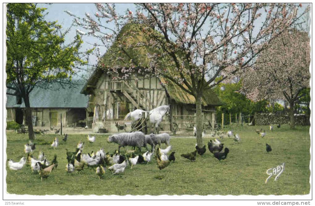 Cpm  Ferme De Normandie       Tres Annimee Cheval -moutons-poules - Farms