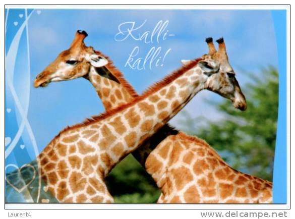 (104) Giraffe - Girafes