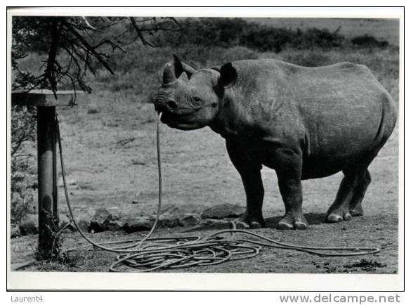 (104) Rhinoceros - Neushoorn