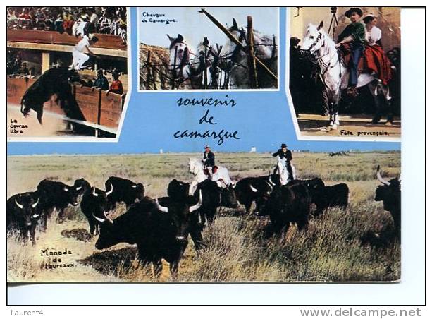 (104) Taureaux - Bull - Corrida - Camargue - Horses - Stieren